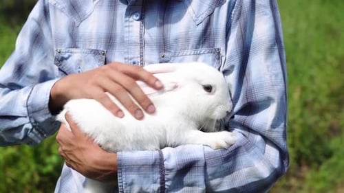 Person Holding and Petting a White Rabbit