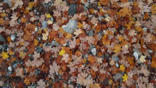 Fallen Autumn Leaves on Ground in Nature
