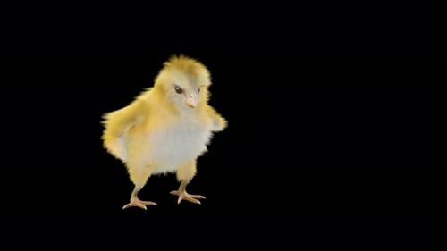 Happy Baby Chick Dancing on Transparent Background