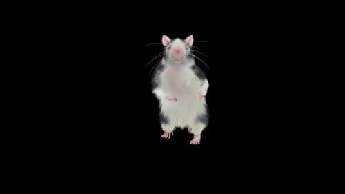 Animated Dancing Rat Character with Transparent Background
