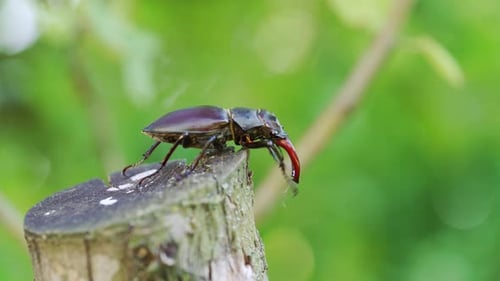 Majestic Stag Beetle on Weathered Stump