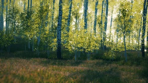 Birch Grove By a Sunny Day