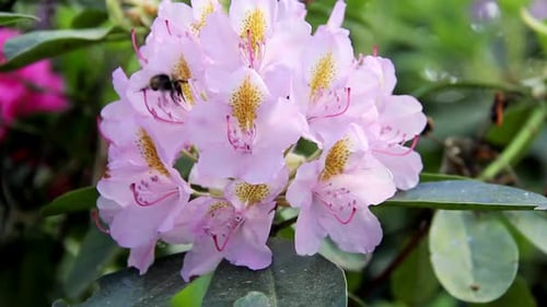 Rhododendron Beautiful Flower and Bumblebee Drink Nectar Bee. Latvian University Rhododendron Nurser