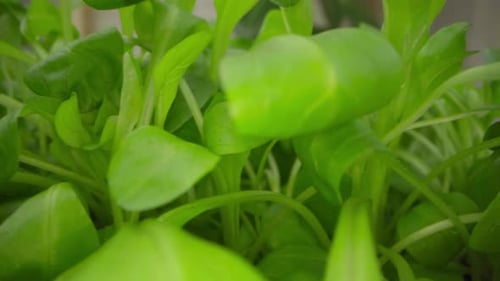 Close Up Video of Growing Microgreen Sprouts