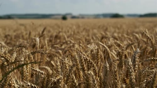 Goldenes Kornfeld schwankt mit dem Wind und dem klaren Himmel