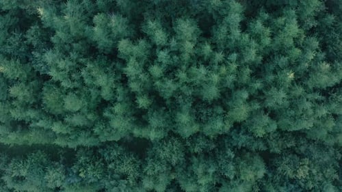 Drone aerial top down view, flying over lush green coniferous forest