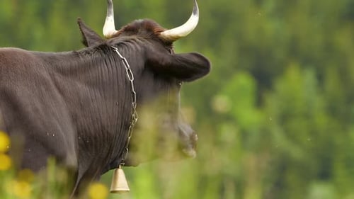 Cows, Funny Cow Chews. The Animal Is Looking at the Camera, Closeup.