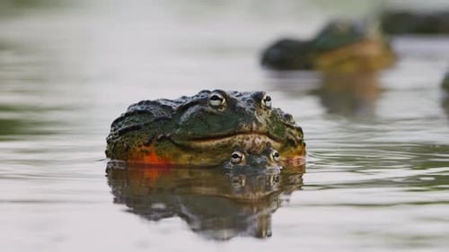 Pair Of African Bullfrog Mating In The Pond With Diffuse Reflection. - close up