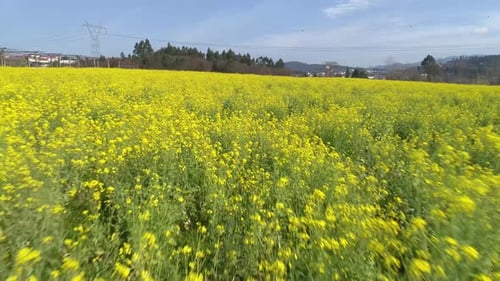 Gelbe Blumen im Feld