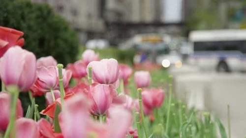 Tulips along a street