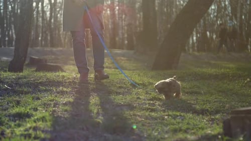 Man Legs Walk Near Little Dog Sniffing Green Grass in Forest