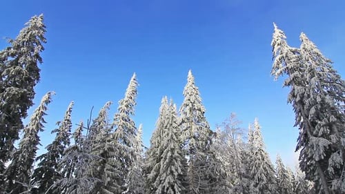 Winterbäume unter Schnee