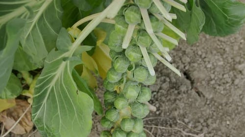 Close Up Of Brussels Sprouts Plant