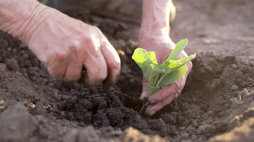 Close Up Hands Planting Green Plant in Black Soil