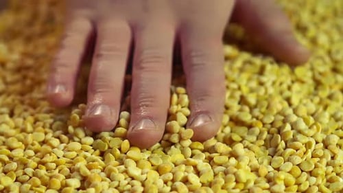 Mano de granjero tocando guisantes procesados, comprobando la calidad de la cosecha, cámara lenta