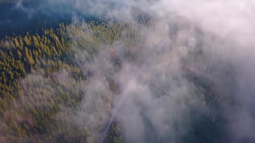 Aerial View Misty Forest Road in Autumn Travel Adventure