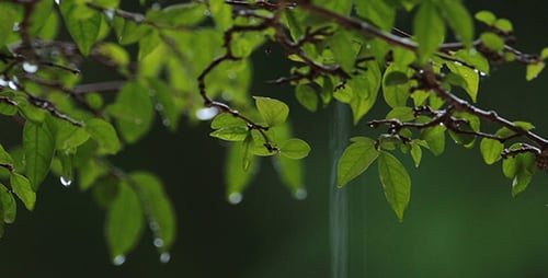 Leaves with Rain Droplets on Branch