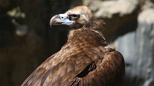 Vulture