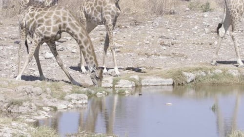 Giraffes Drinking at Watering Hole