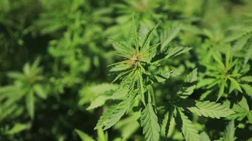 Green Bushes of Marijuana. Close Up View of a Marijuana Cannabis Bud.