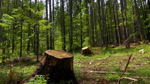 Schneide Bäume im grünen Wald. Entwaldung. Baumstämme stapeln sich, die Holzindustrie
.