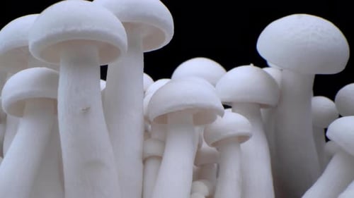 Close Up of Fresh White Beech Mushrooms