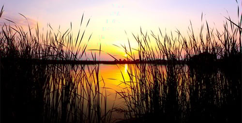 Golden Sunset Over Calm Water with Reeds
