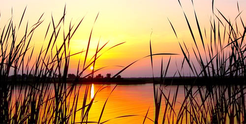 Golden Sunset Over a Tranquil Lake With Reeds