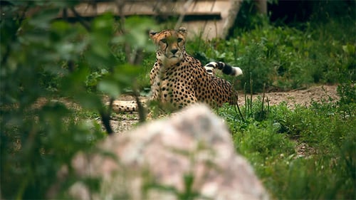 Gepard.