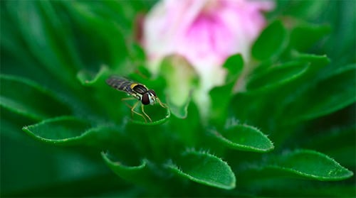 Striped Fly Resting on Green Leaves