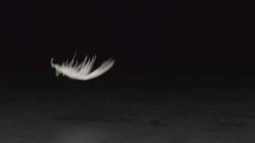 Macro: una pluma blanca cae sobre un fondo negro