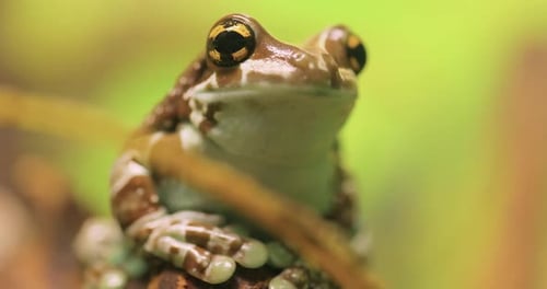 Mission Goldäugiger Laubfrosch oder Amazonas-Milchfrosch Trachycephalus Resinifictrix