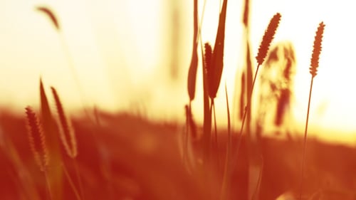 Field Grasses Swaying at Sunset