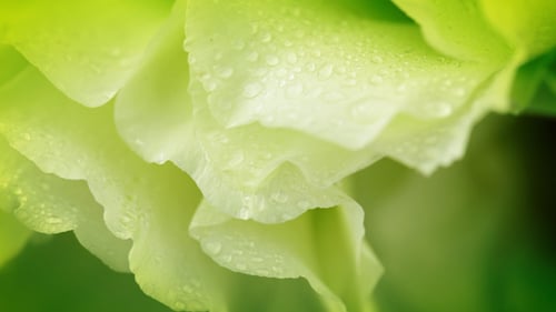 Gros plan de fleurs blanches