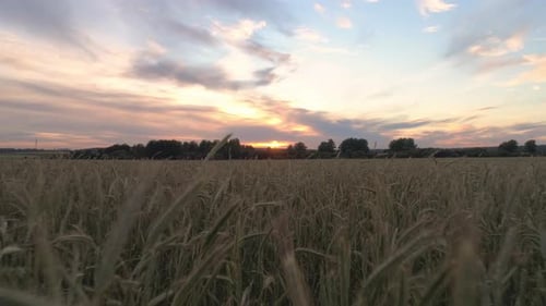 Aerial shot of a large wheat field at sunset 05