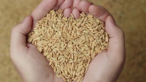 Hands Holding Golden Rice Grains Heart Shape