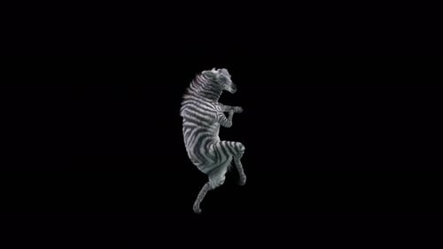 Dancing Zebra Animated Loop on Transparent Background