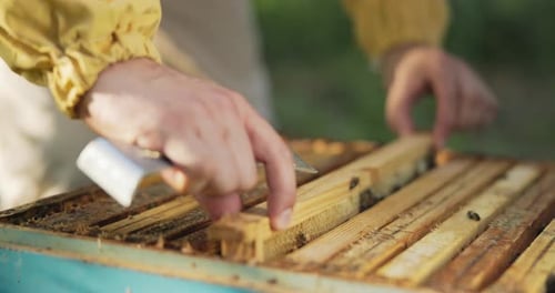 A Beekeeper Working in the Middle of the Forest at the Apiaries Leans Over a Hive Distributing