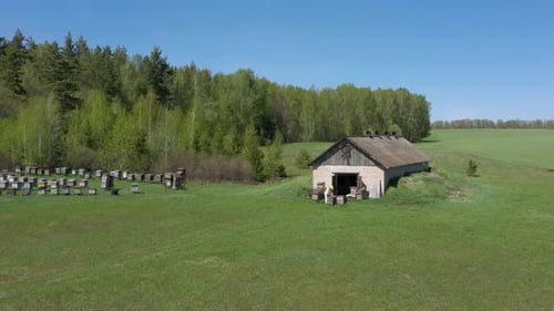 Summer Bee Apiary in the Forest