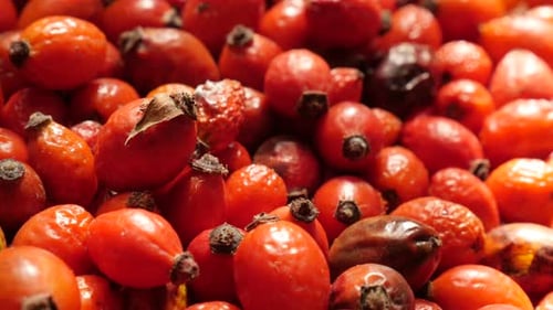 Food ingredient of Rosa canina drying close-up 4K 2160p 30fps UltraHD footage - Slow tilt over har