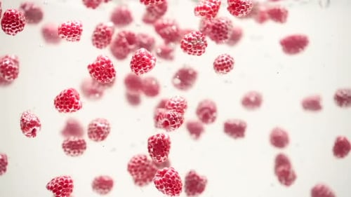 Bright Red Raspberries Floating in Clear Water