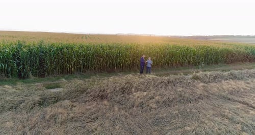 Young Farmers Discussing At Maize Field Agriculture