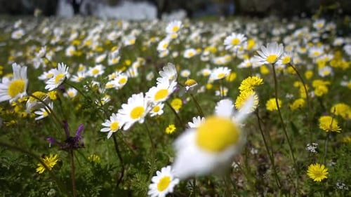 Field of Daisies and Wildflowers in the Spring