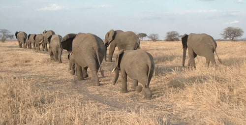 Herd of Elephants Walking in Open African Landscape