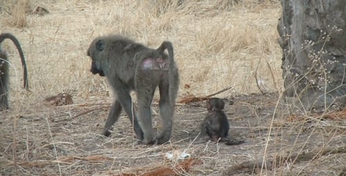 Baboons
