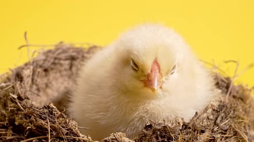 Baby Chick in Nest on Yellow Background