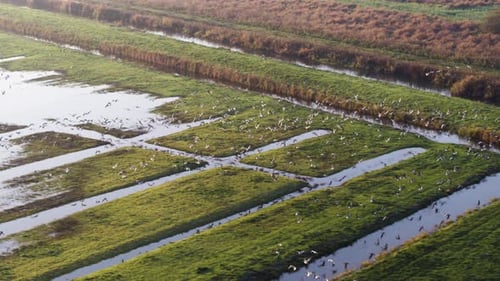 Aerial View of Birds over Green Fields