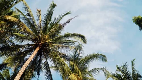 Palmen und blauer Himmel