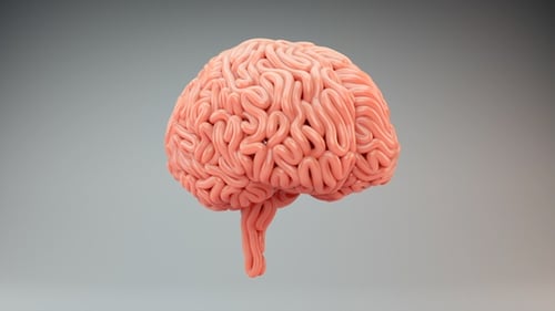 Brains Surface Growth