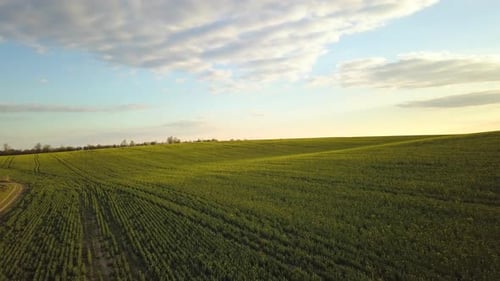 Aerial view of bright green agricultural farm field with growing rapeseed plants and cross country
